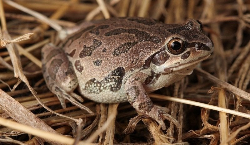 Illinois Chorus Frog