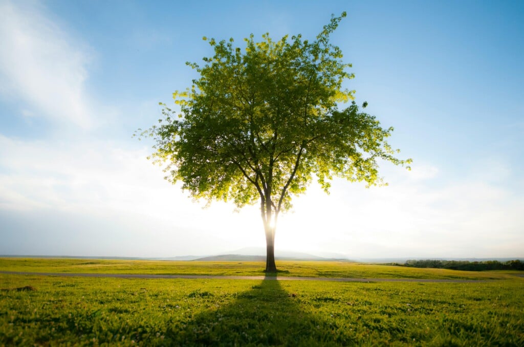 Pexels Dumitru B 742240889 29224506