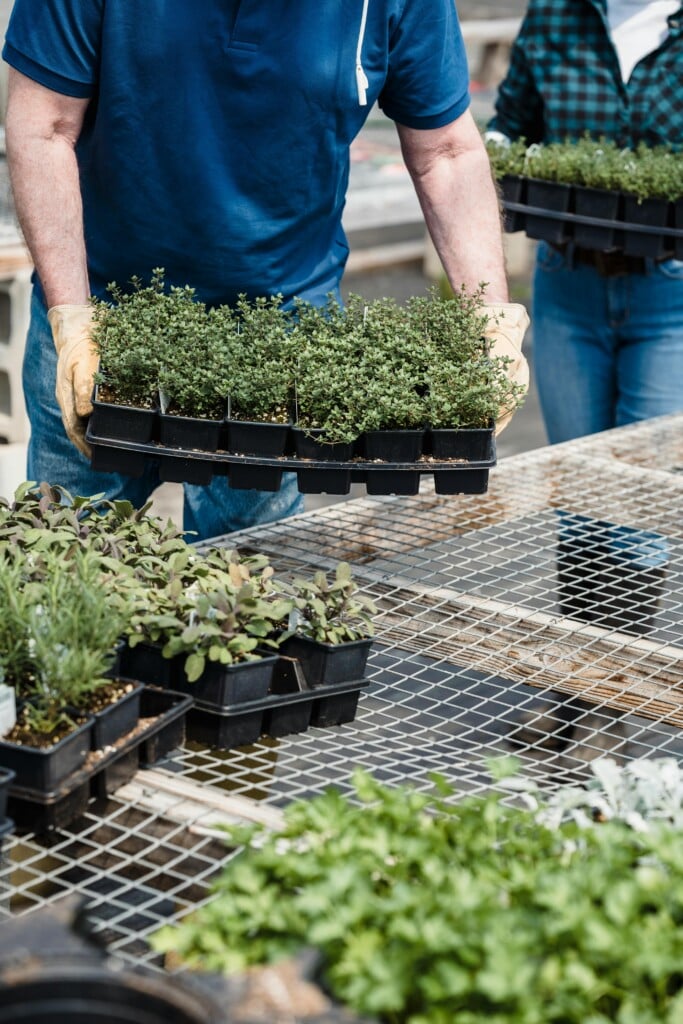 Pexels Greta Hoffman 7728662