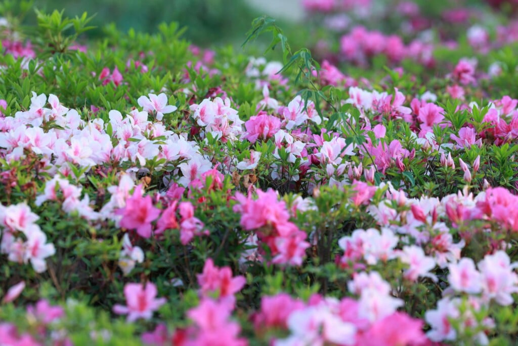 Pexels Andy Lee 222330306 31510224