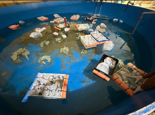 Argentina Seizes 700 Trafficked Marine Animals Shipped From Kenya
