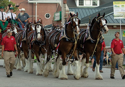 Clydesdales Use This One Sized To Web Rgb Original