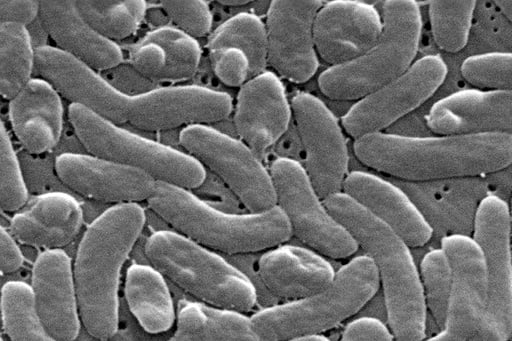 Health Officials Urge Caution For Gulf Coast Beachgoers During Surge Of Deadly Bacterial Infections