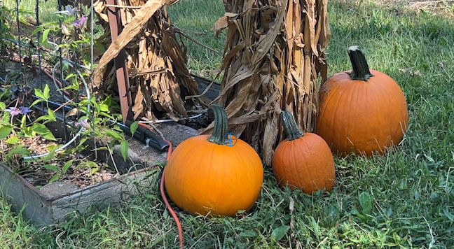 Rendelman Orchard
