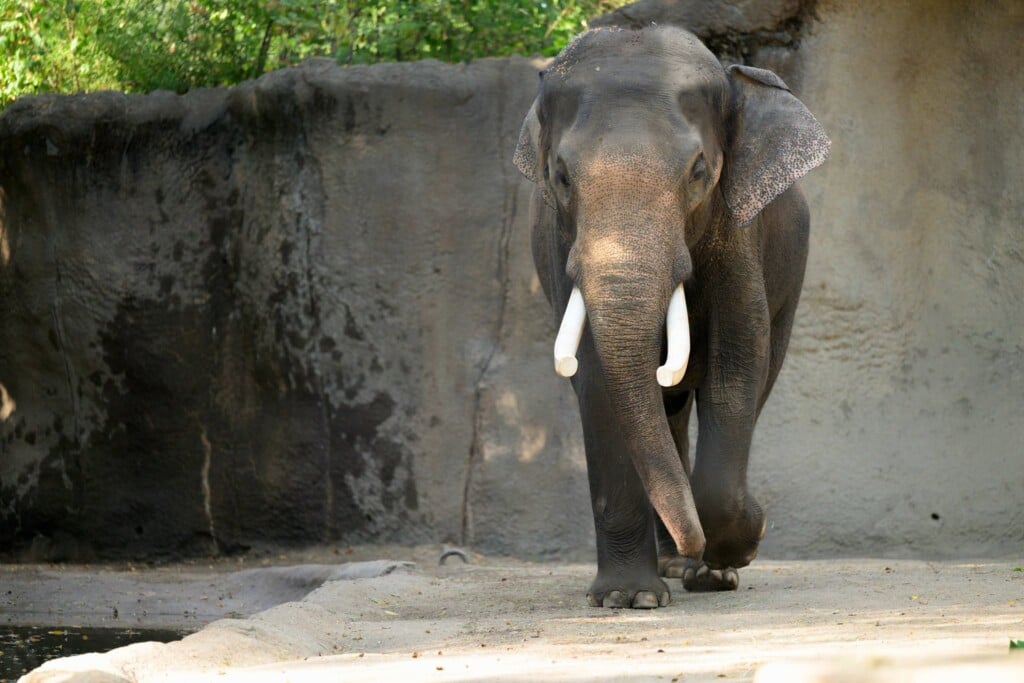 Asian Elephant, Raja
