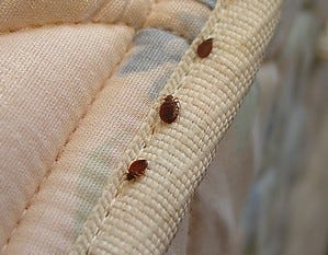 Possible Bed Bugs Found At Unl Fraternity