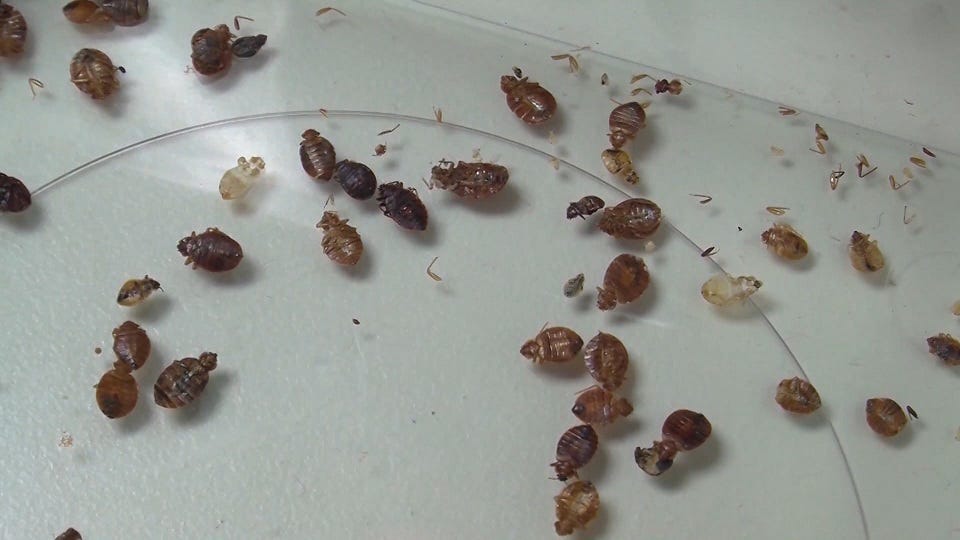 Landlords responsible for treating bed bugs