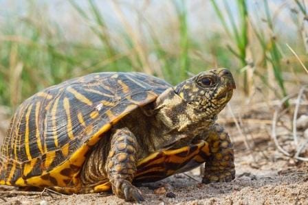 Nebraska's new State Reptile