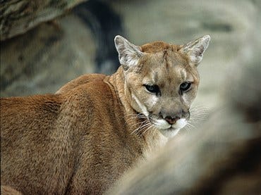 Mountain lion plan includes bighorn sheep protection