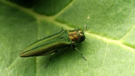 Emerald Ash Borer found in trees at Mahoney State Park