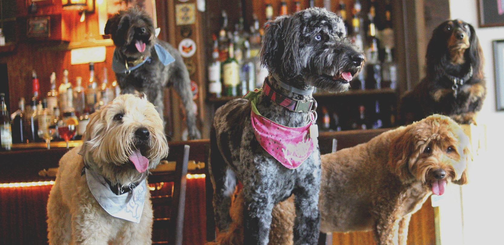 Plans for Omaha dogfriendly bar