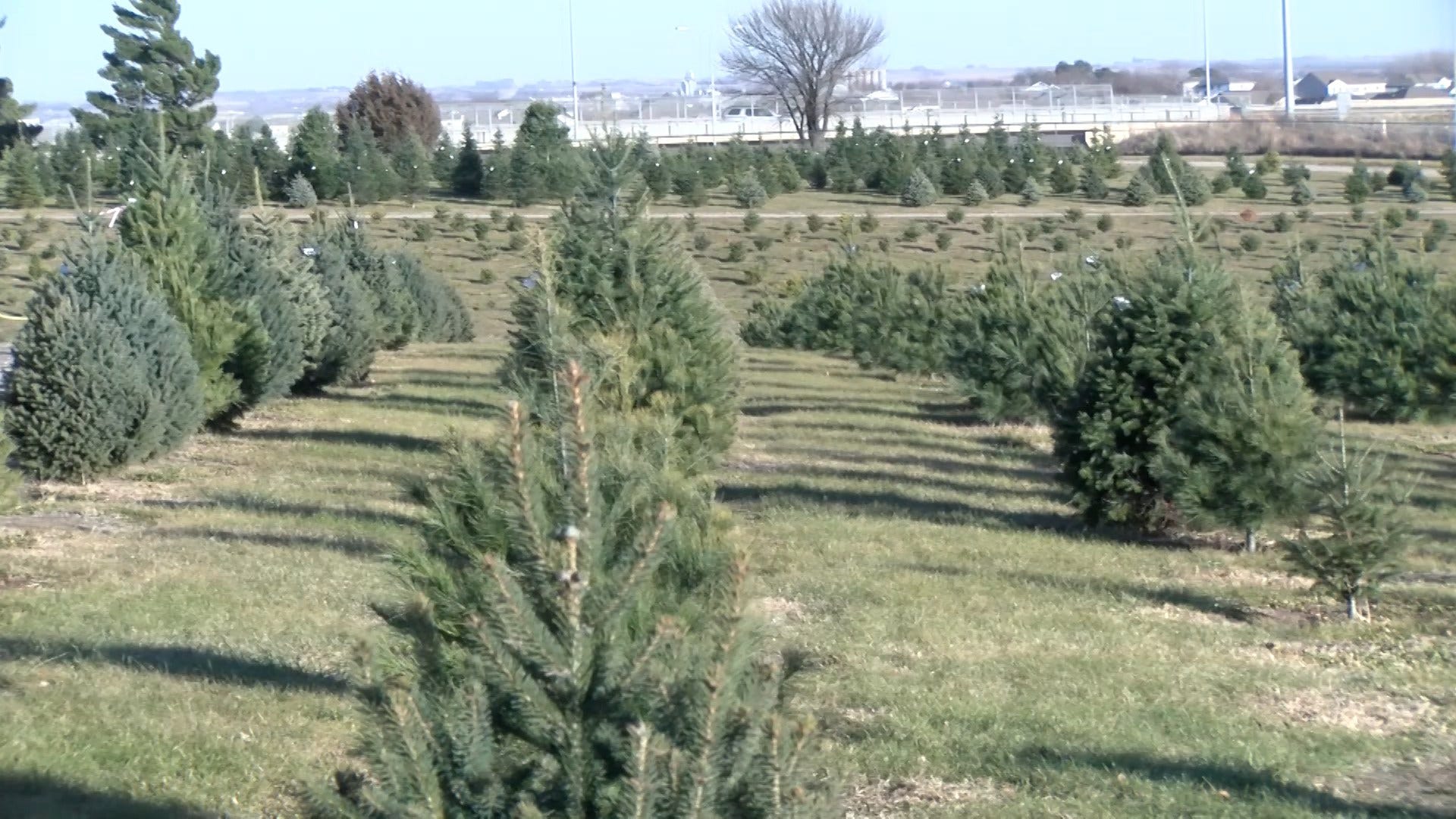 Annual Christmas Tree Pickup Drive