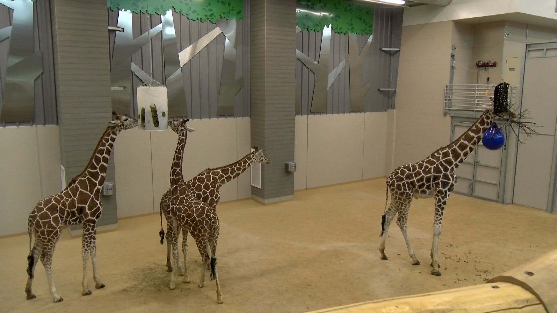 ZOO: on sale Giraffe Exhibit