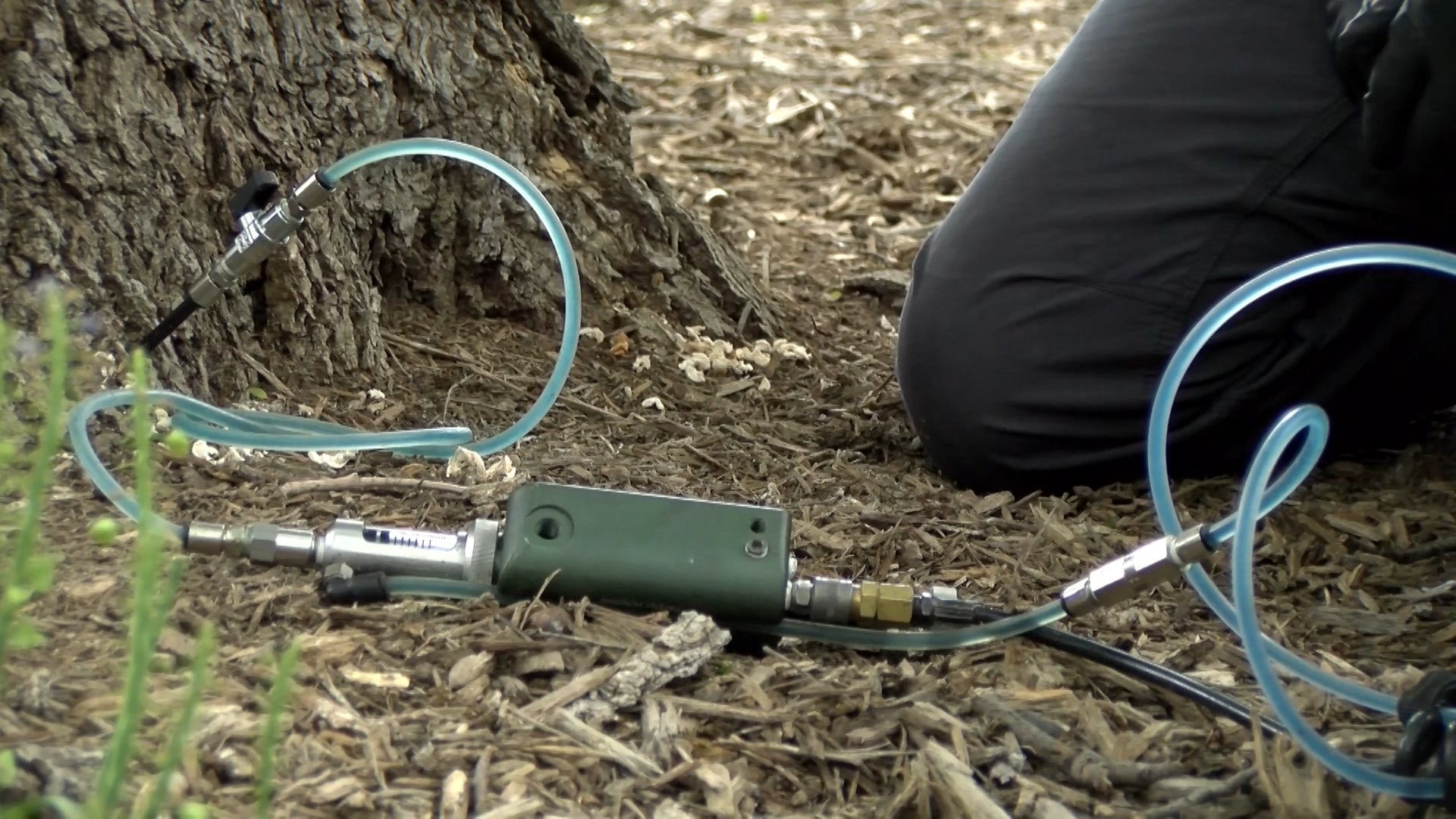 Ash Tree Inoculation Helps Combat Infamous Emerald Ash Borer