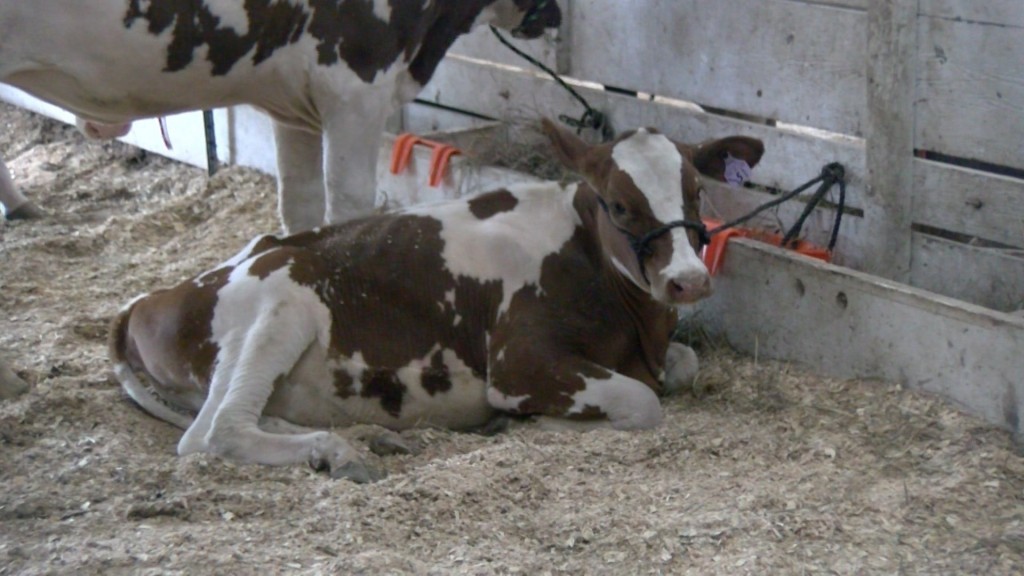 Residents celebrate the Gage County Fair