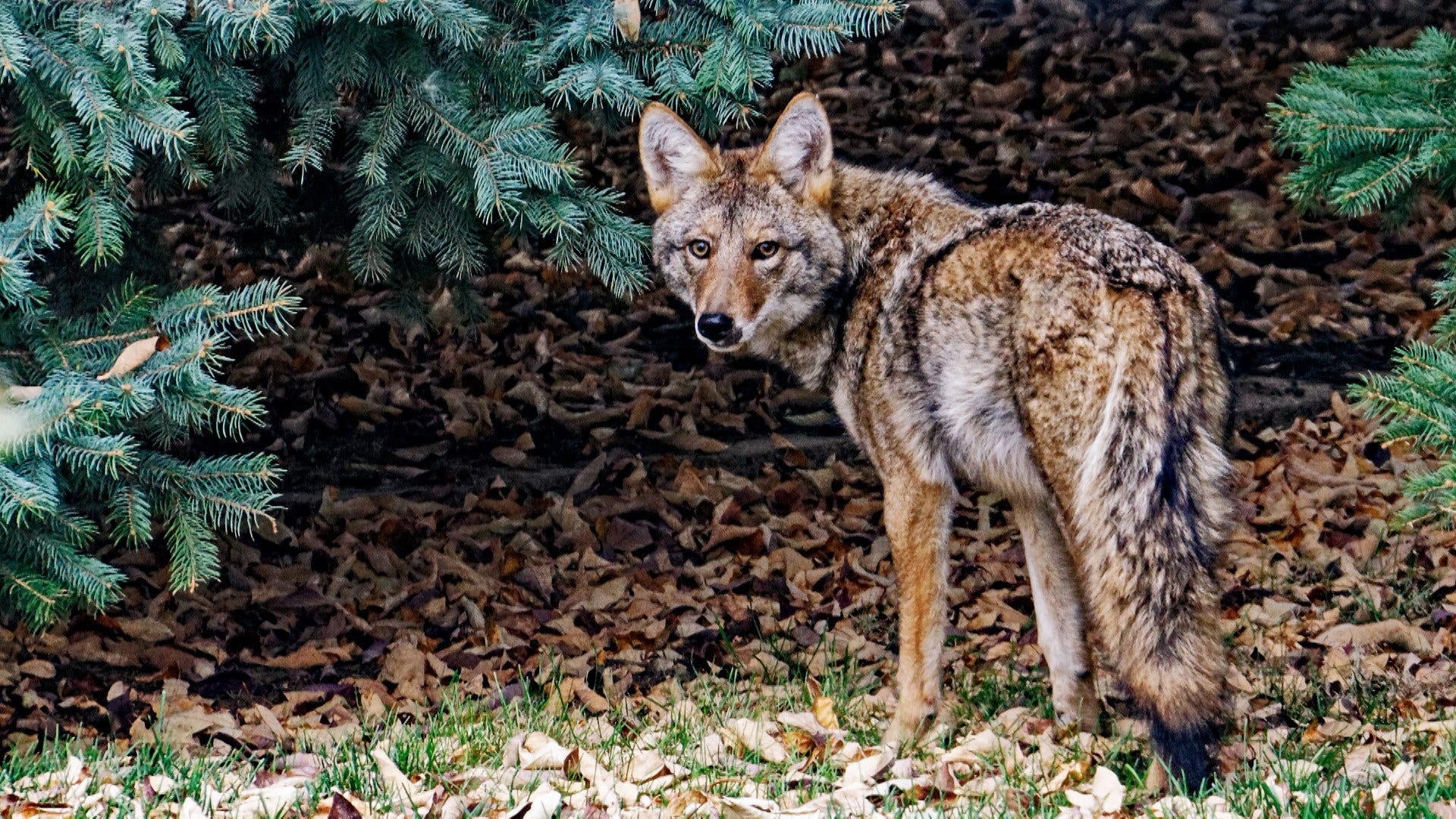 Lincoln couple spots coyote in their backyard, sightings up this