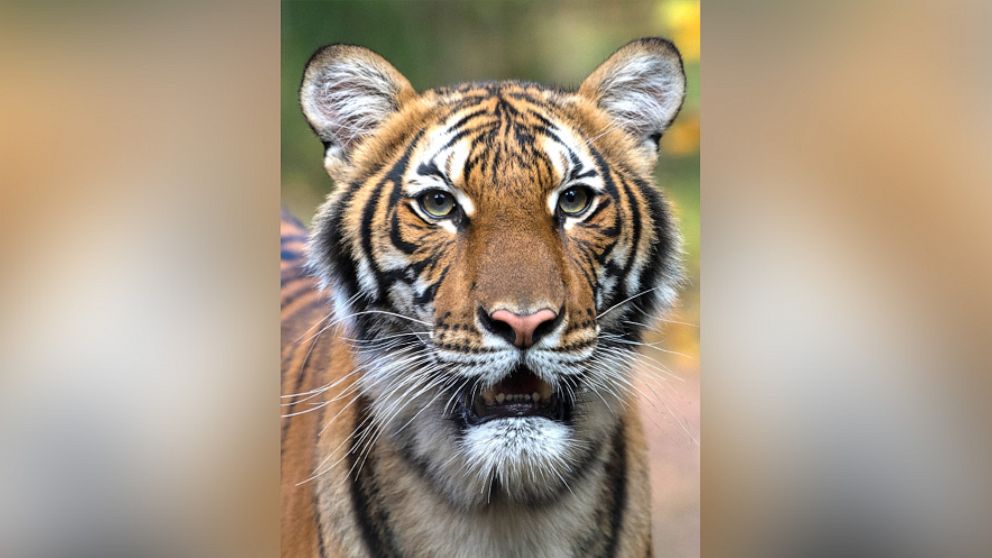 NYC - Bronx - Bronx Zoo: Tiger Mountain, The Siberian Tiger…