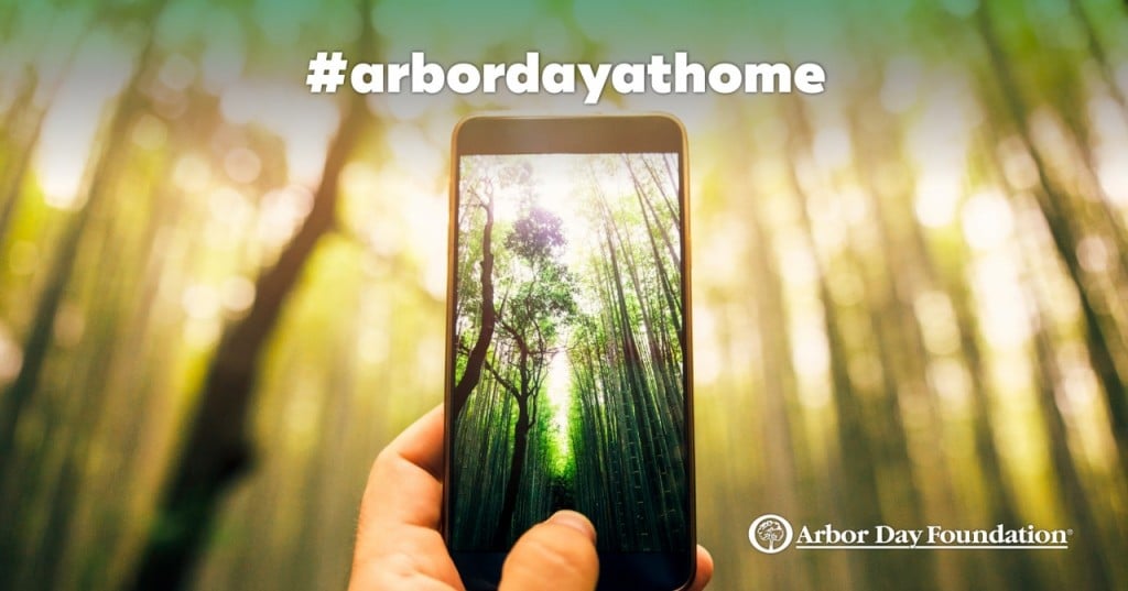 Arbordayathome