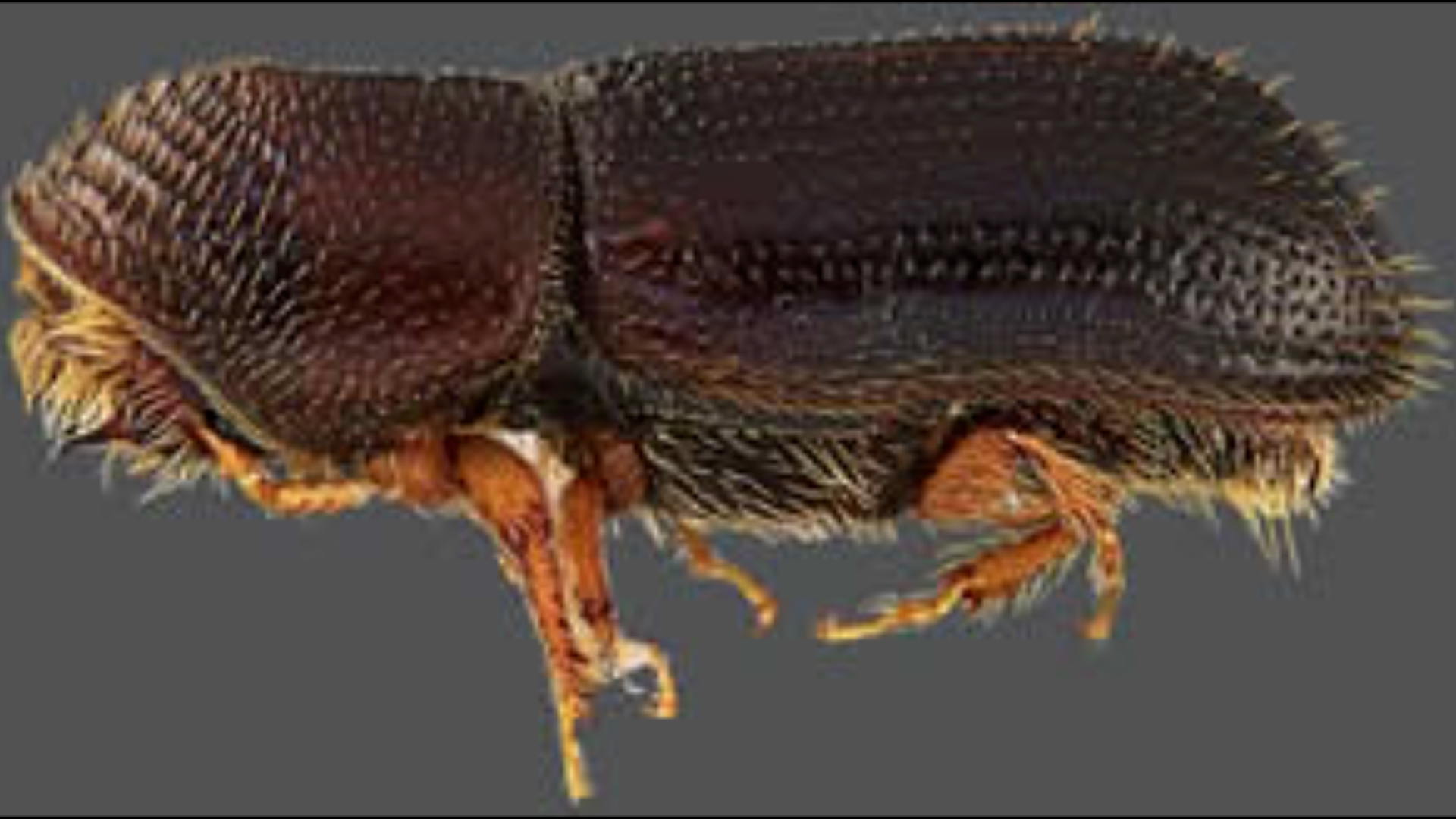 State officials on the lookout for treekilling beetle