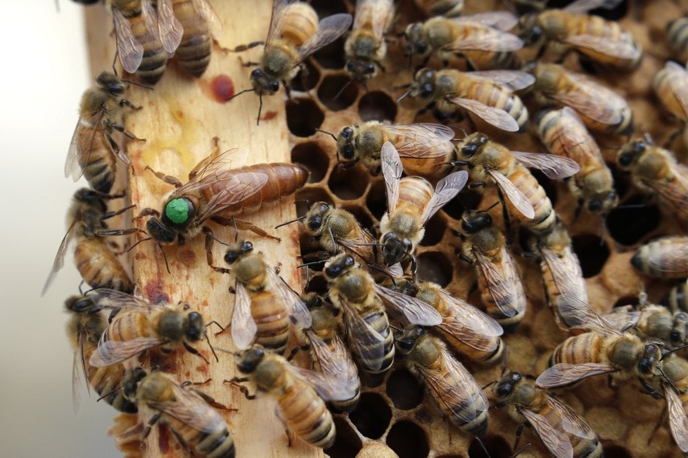 Ap Bees