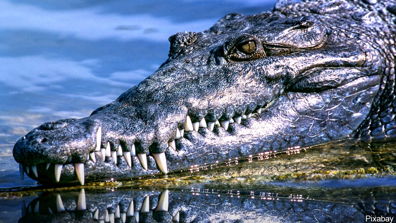 Officials seek to nab alligator spotted in Kansas creek