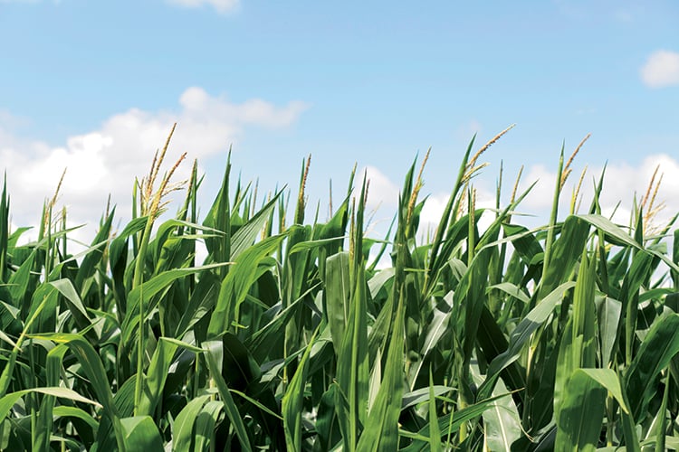 Corn Field And Blue Sky Horizontal