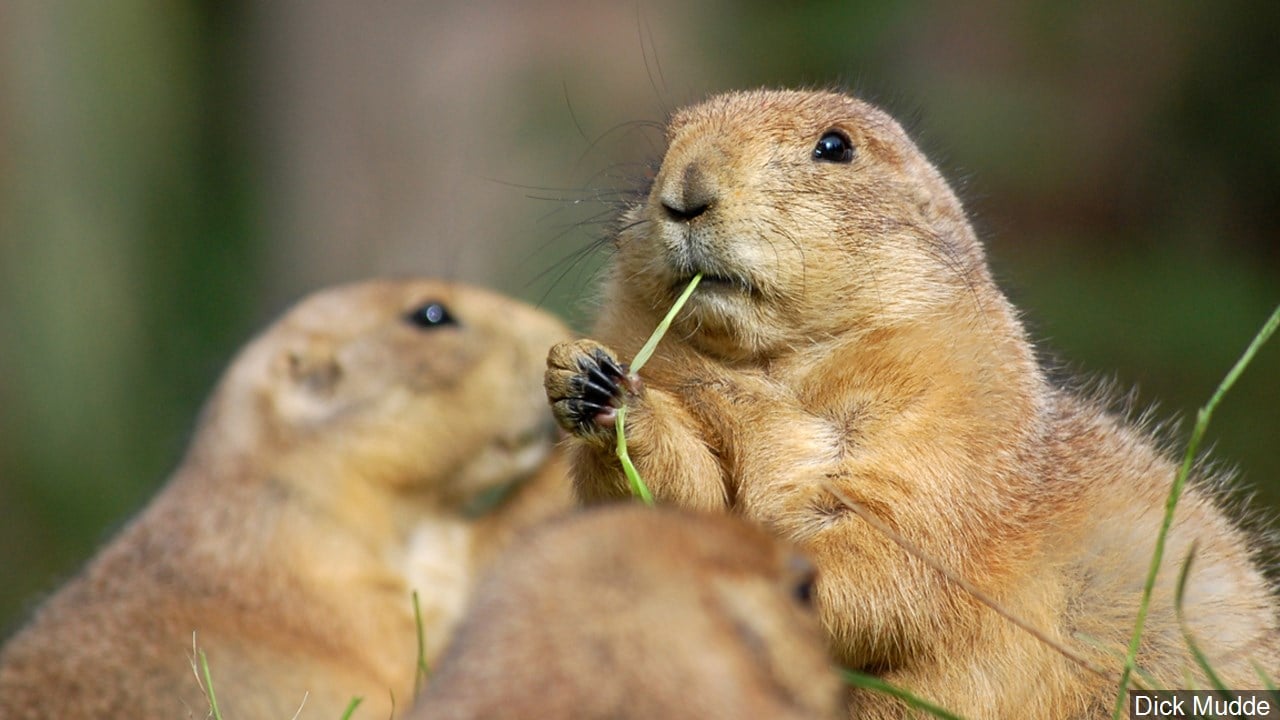 Nebraska Panhandle officials: Prairie dogs a growing problem