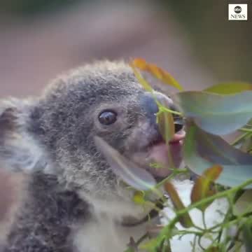 Australia Welcomes Nine Baby Koalas