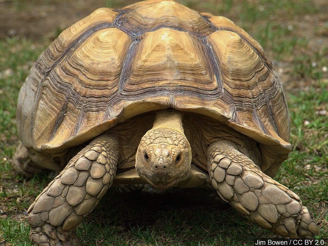 74 Days, Less Than 1 Mile Later, Tennessee Turtle Recovered