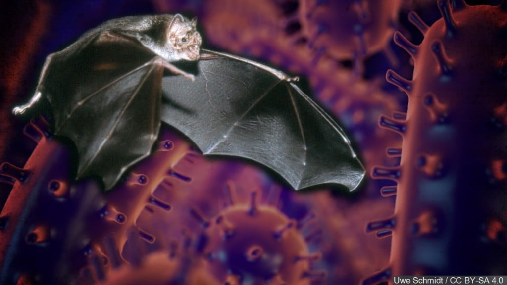 rabies, bat