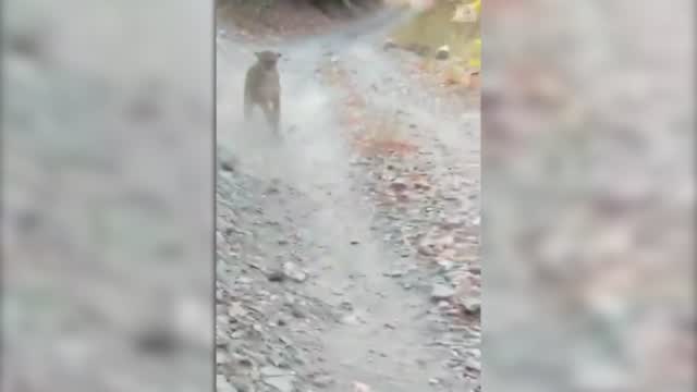 Utah Hiker Catches Cougar On Camera