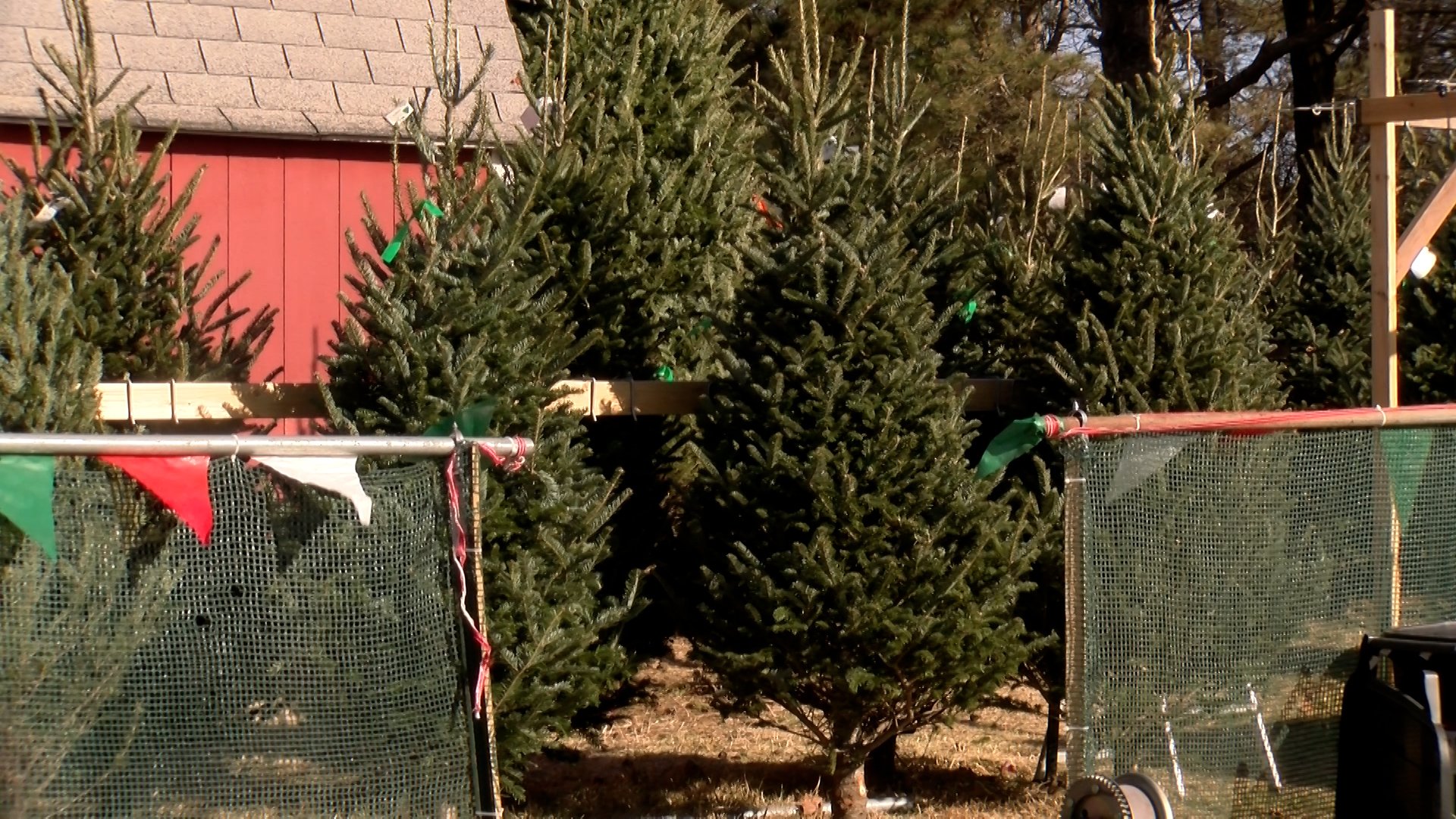Local Christmas tree farms seeing record breaking sales