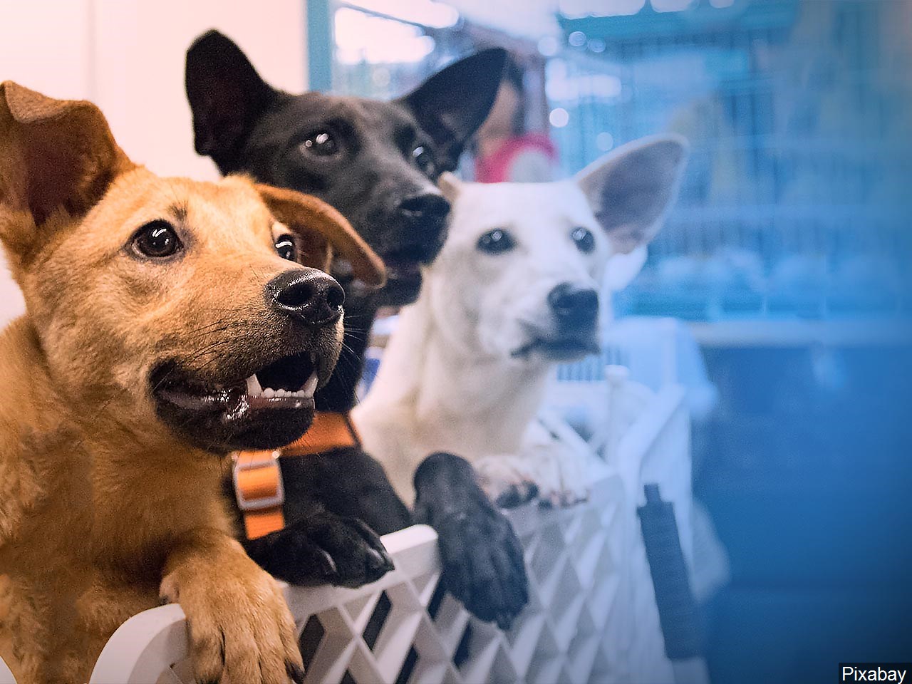 Petco is now offering sameday delivery