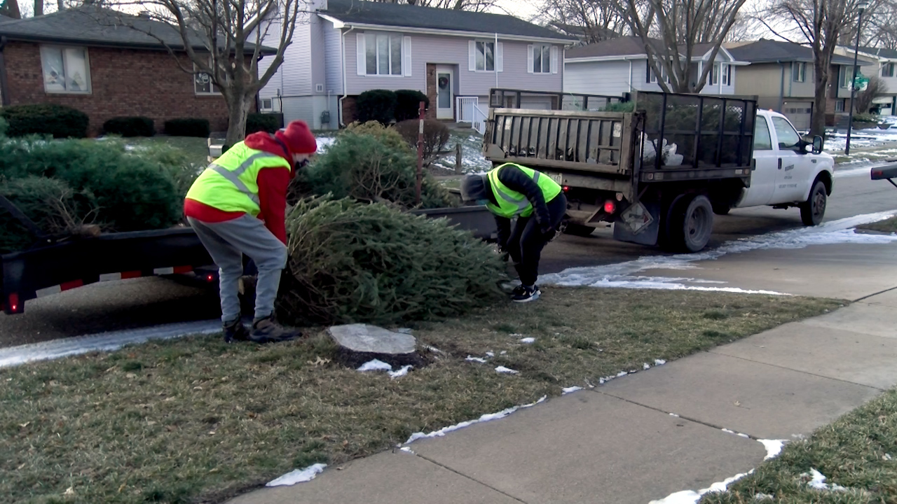 Lincoln Boy Scouts Troop 8 provide Christmas tree pickup for recycling