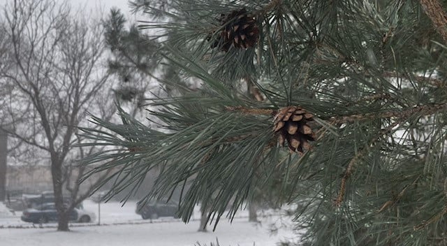 Snow Pine Cone