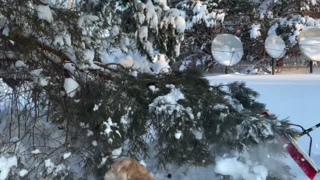 What To Do With Snow Loaded Tree Limbs