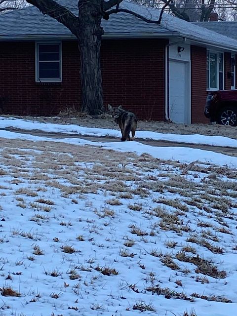 WATCH: Coyote walks through Lincoln neighborhood