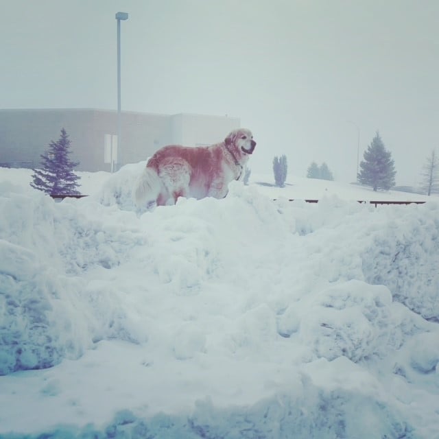 Dog In Snow