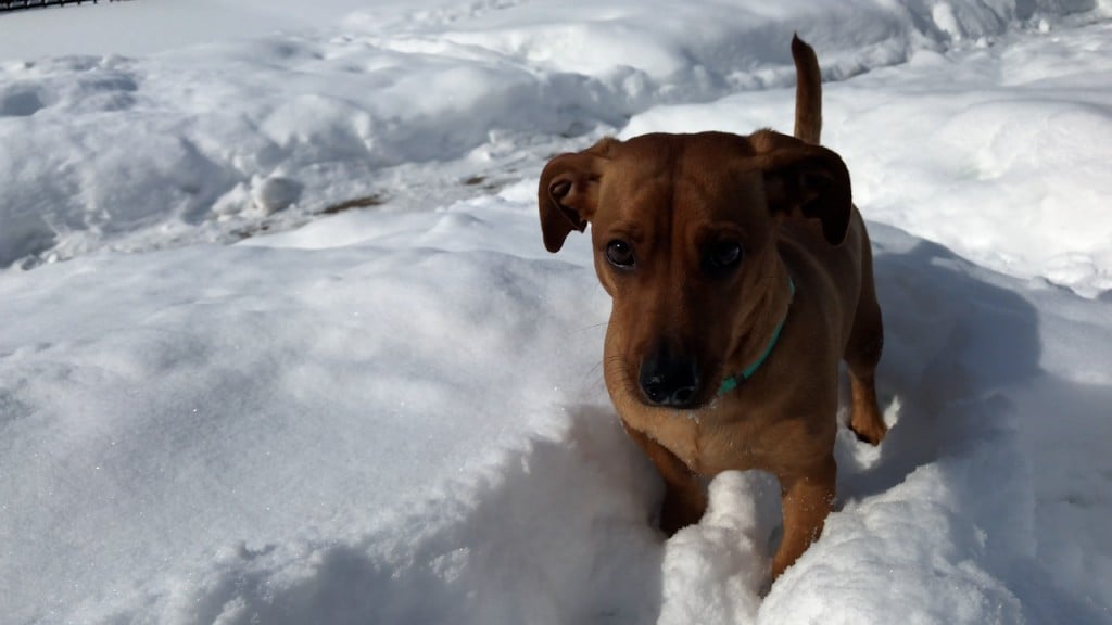 How To Keep Your Pets Safe In Cold Weather