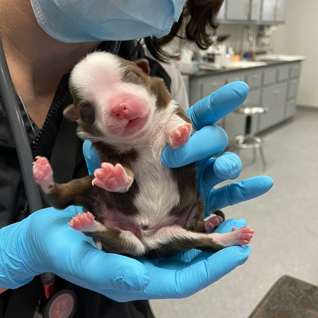 4 day old puppy with 6 legs is a genetic phenomenon