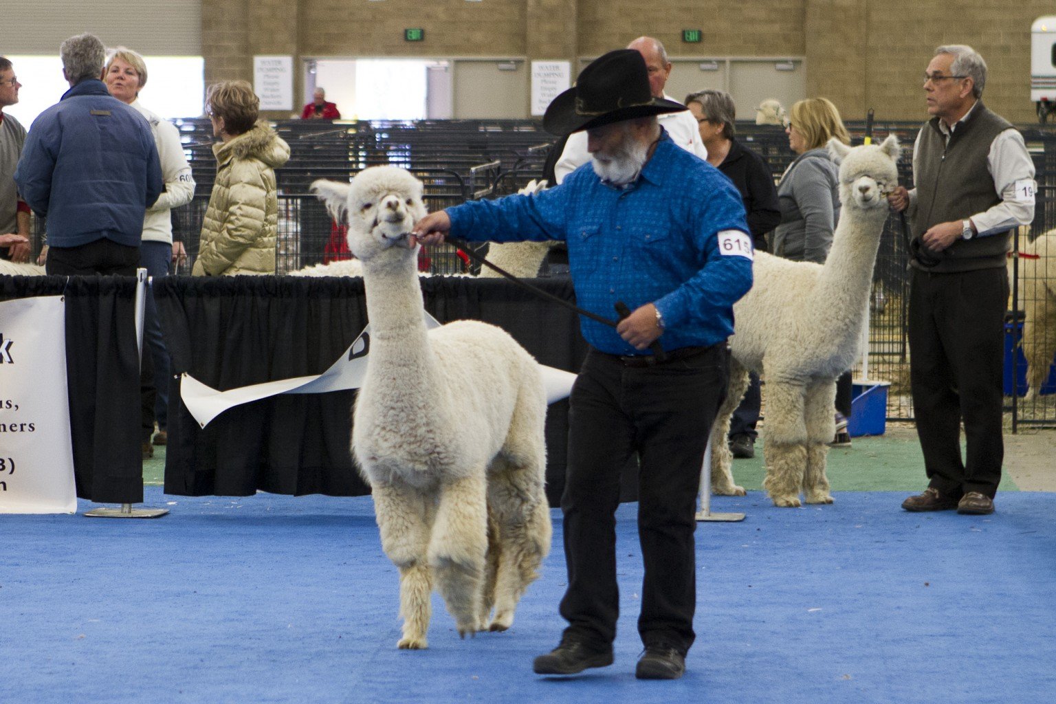 National Alpaca Show coming to Grand Island