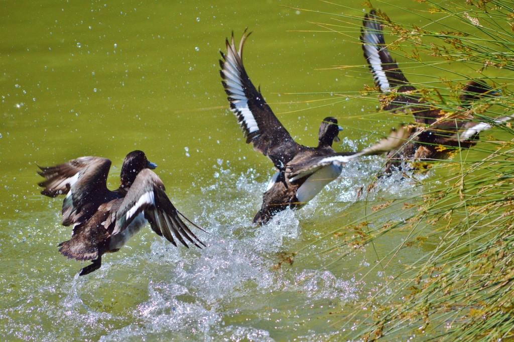 Atlantic Flyway Goose Seasons Shortened, Mallard Limits Reduced for  2019-2020 - Delta Waterfowl