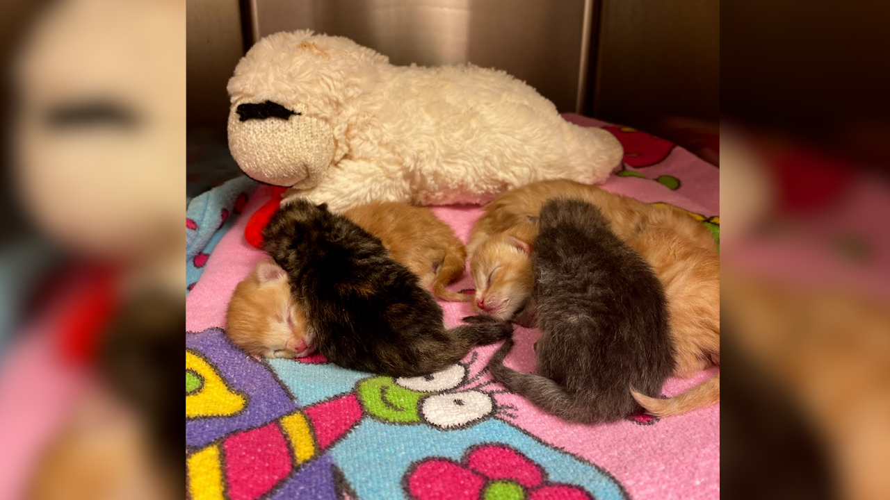 7 kittens OK after deputy finds them inside suitcase along ditch