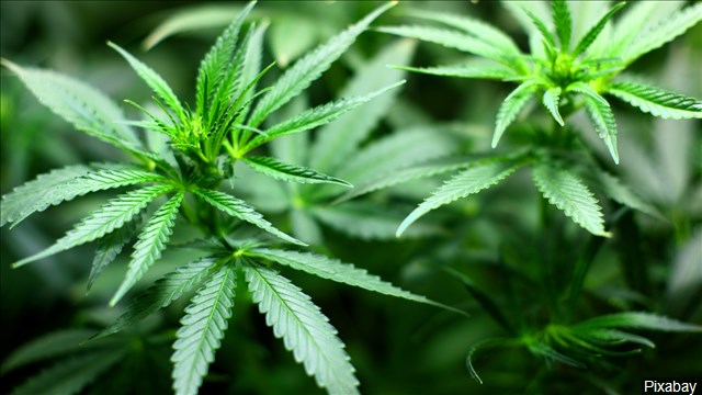 Medical Marijuana Pic