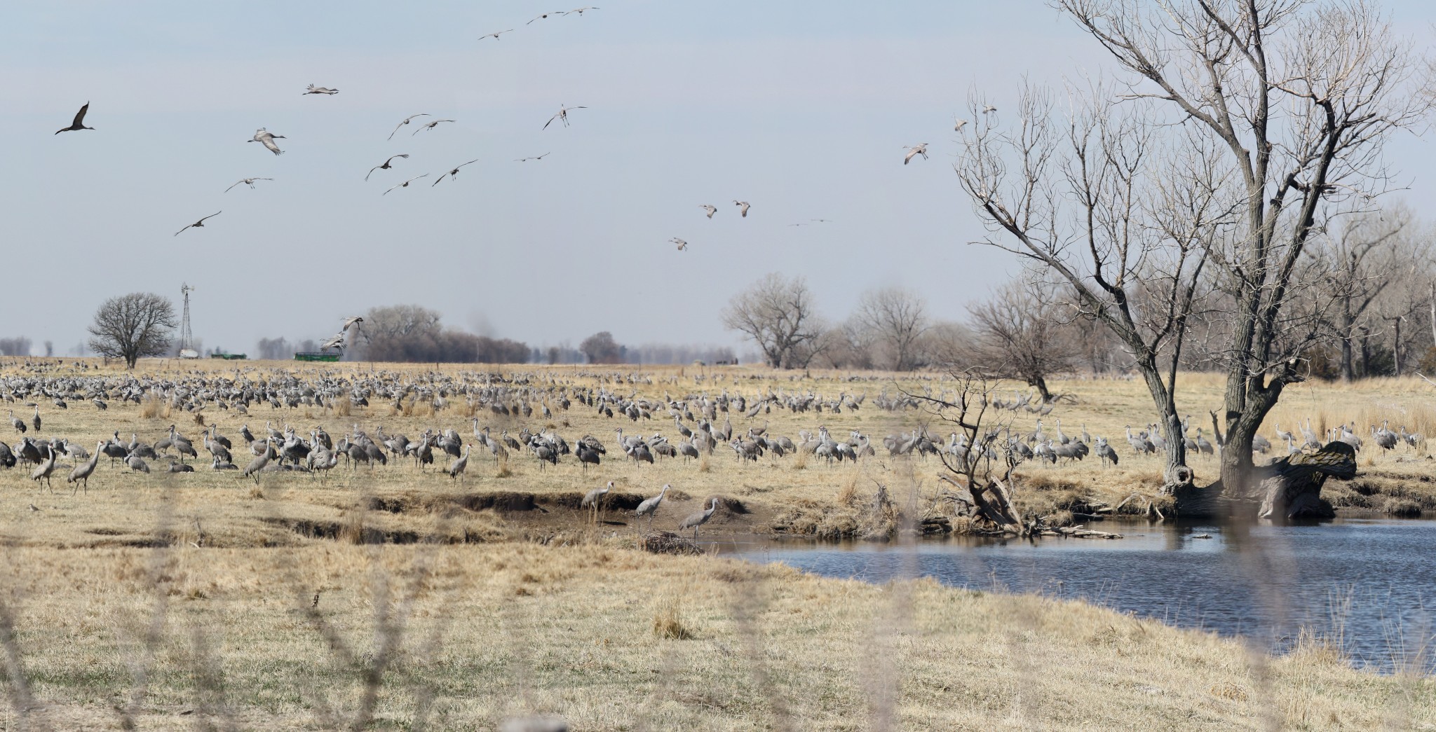 CRANE CAM Sandhill Cranes begin migration across Nebraska
