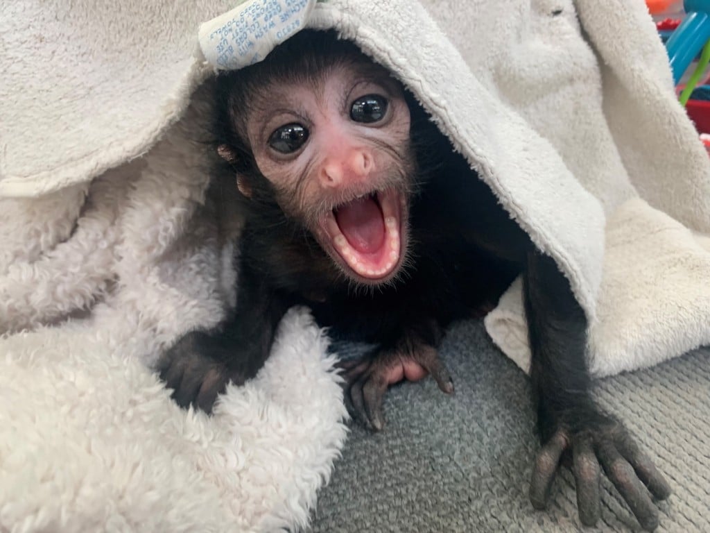 Watch Lnk Children S Zoo Re Opens Secret Jungle Introduces Baby Spider Monkey Klkn Tv