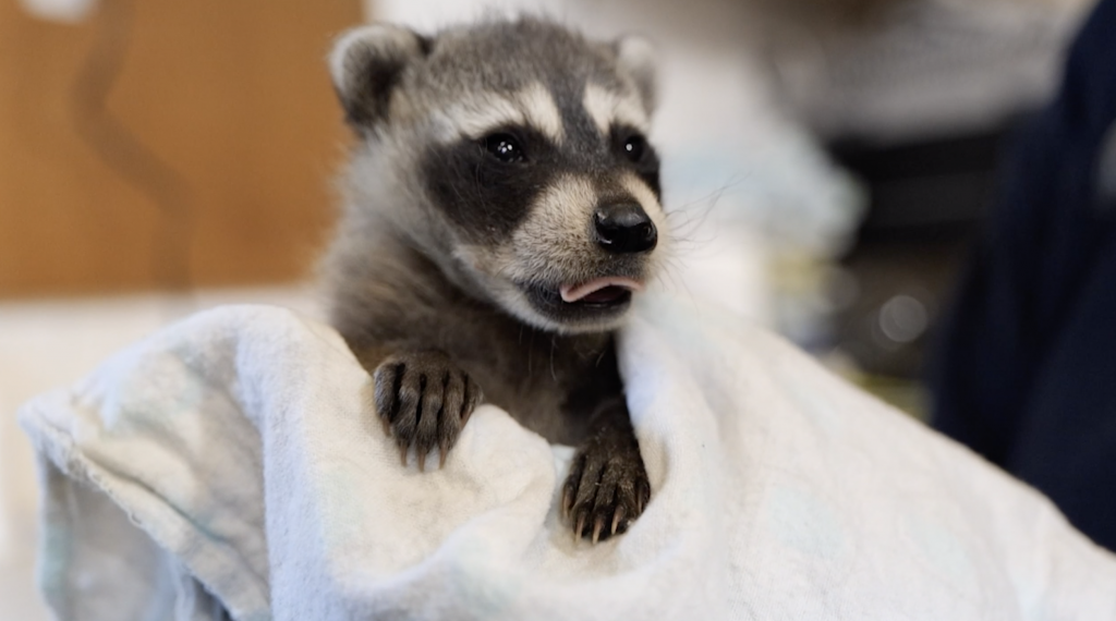 Community Support Helps Nebraska Wildlife Rehab Care For Influx Of Baby Animals Klkn Tv