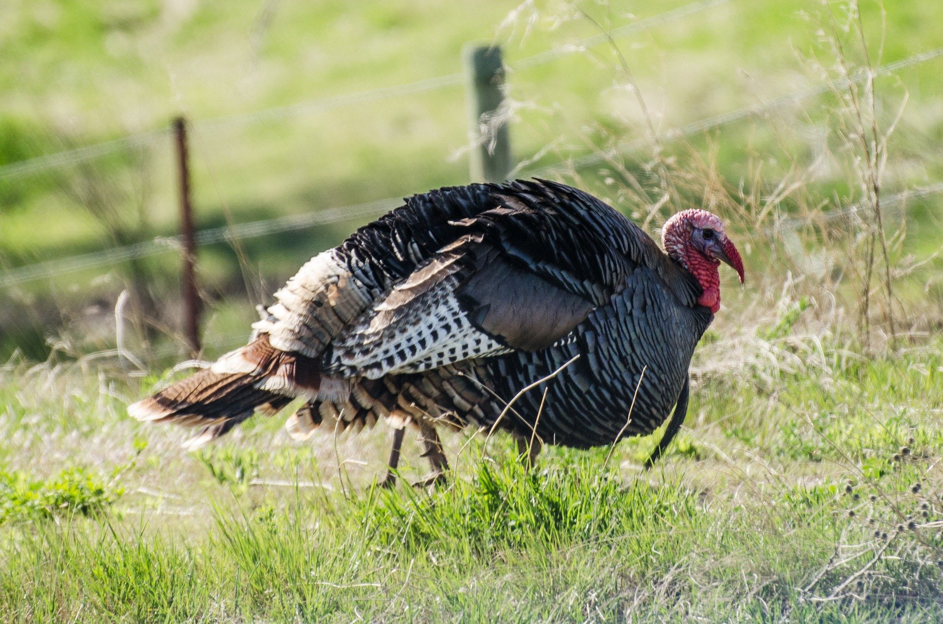 Turkey hunting safety tips