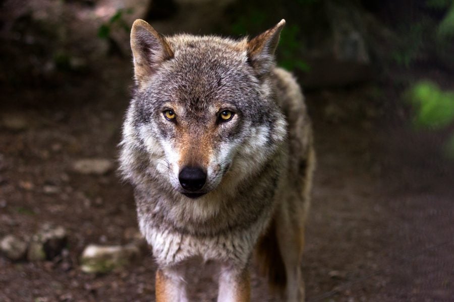 Gray Wolf Pixabay E1539763148228