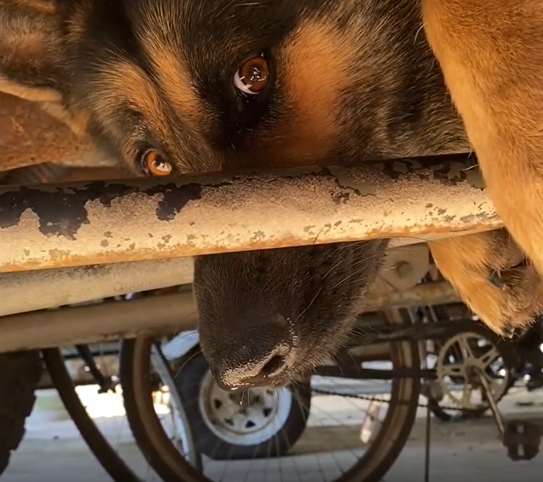 A Ruff Rescue Dog freed from truck's undercarriage